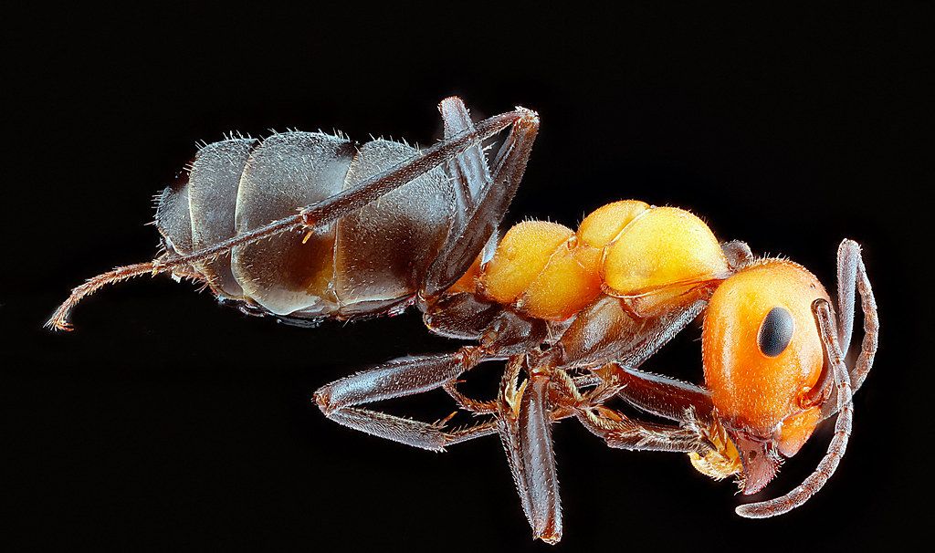 Ant Control service in University, FL