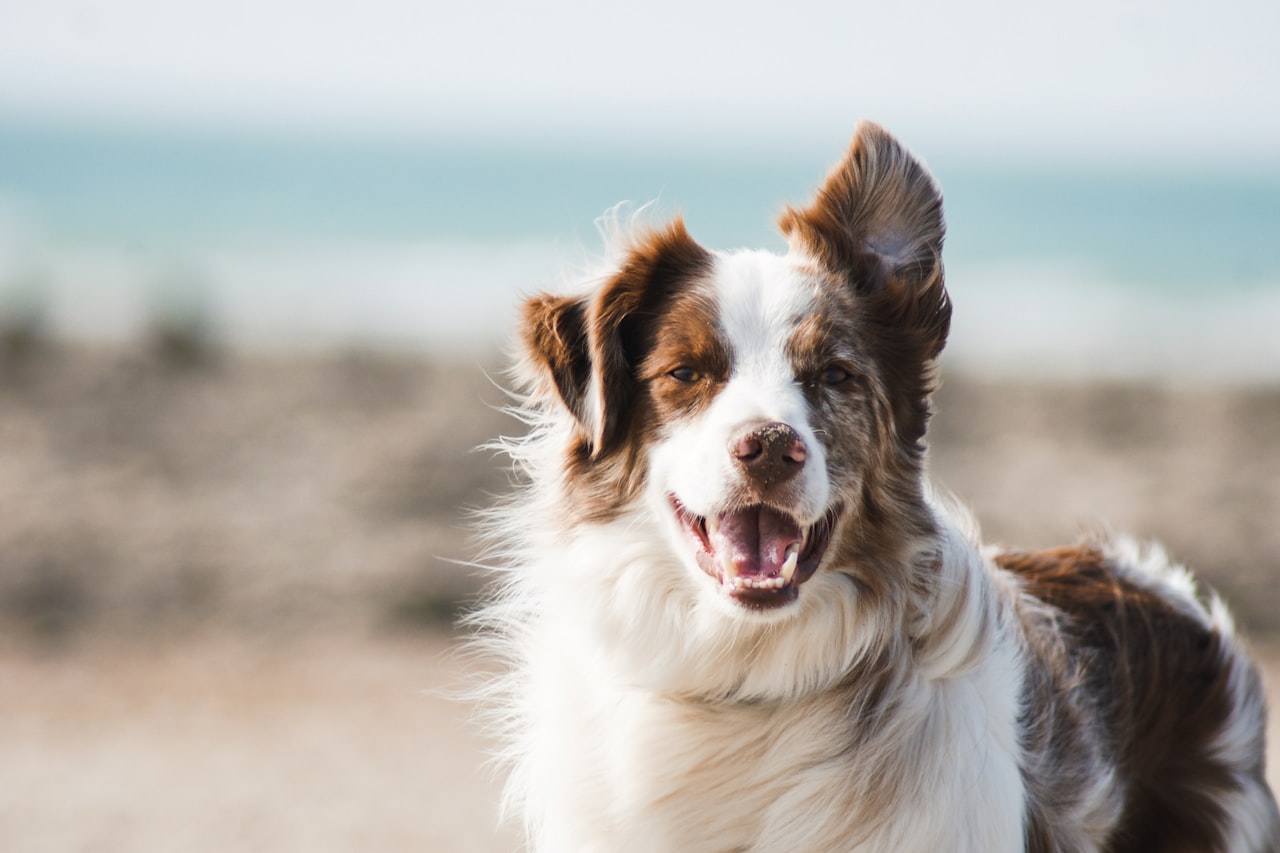Flea & Tick Control service in University, FL