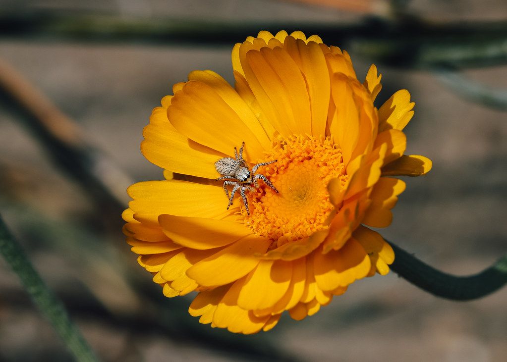 Spider Control service in University, FL